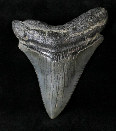 Juvenile Megalodon Tooth #20772